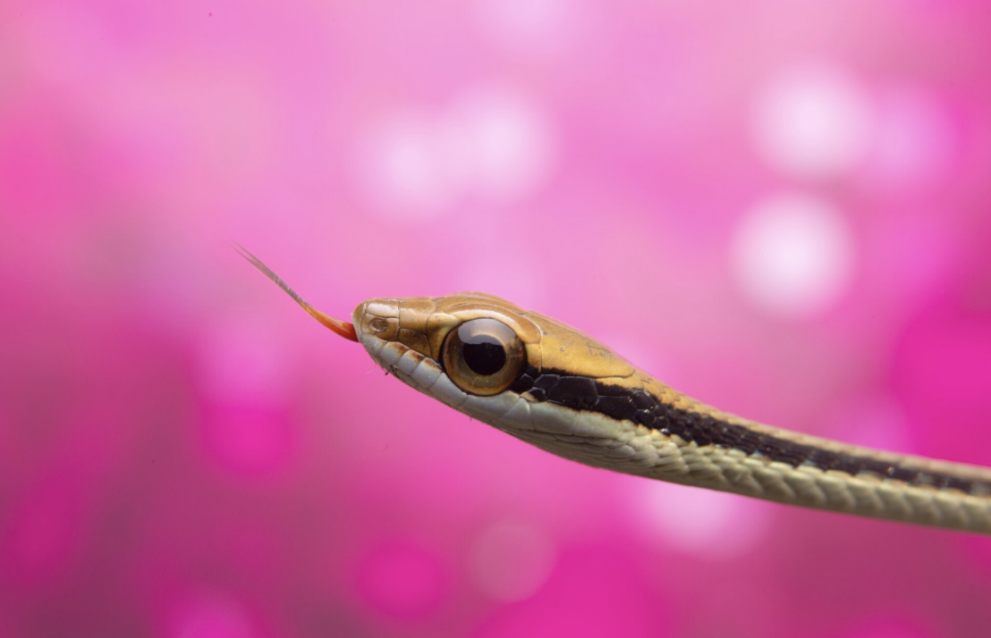 Día Internacional de Concienciación sobre la Mordedura de Serpiente